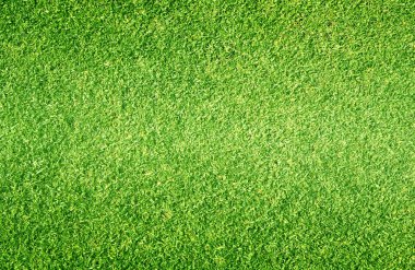 arka plan Golf sahaları yeşil çim çimen