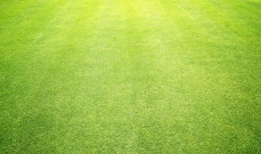 arka plan Golf sahaları yeşil çim çimen