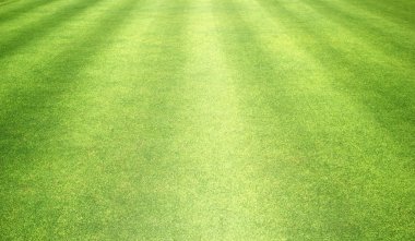 arka plan Golf sahaları yeşil çim çimen