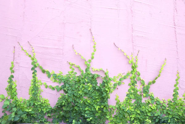 Zielona roślina pełzająca na ścianie — Zdjęcie stockowe