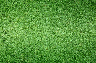 arka plan Golf sahaları yeşil çim çimen