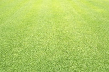 arka plan Golf sahaları yeşil çim çimen