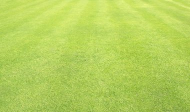 arka plan Golf sahaları yeşil çim çimen