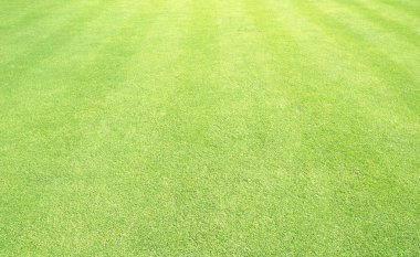 arka plan Golf sahaları yeşil çim çimen