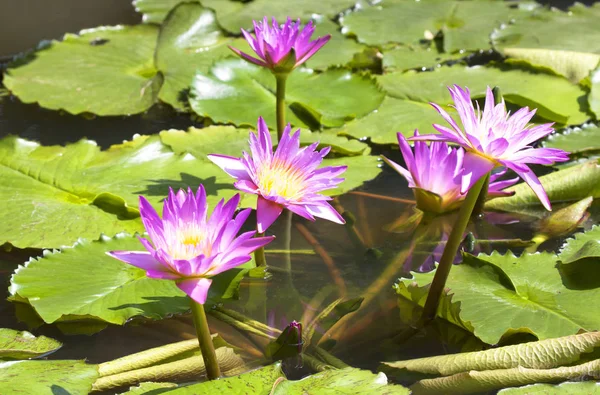 Fleur de lotus est complétée — Photo