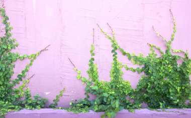 Duvardaki Yeşil Sarmaşık Bitkisi