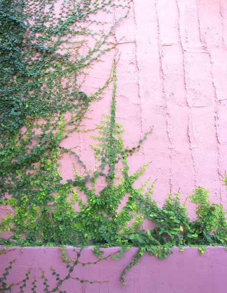 Gröna Krypväxter på muren — Stockfoto