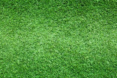 arka plan Golf sahaları yeşil çim çimen