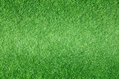 arka plan Golf sahaları yeşil çim çimen