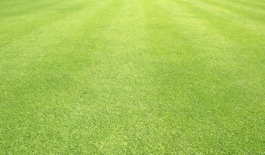 arka plan Golf sahaları yeşil çim çimen
