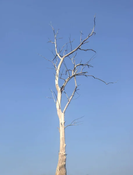 Pohon mati kering — Stok Foto