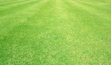 arka plan Golf sahaları yeşil çim çimen