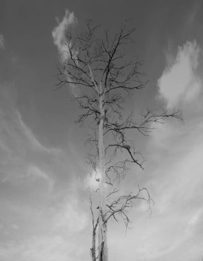 Ölü ağaçlar Kuru