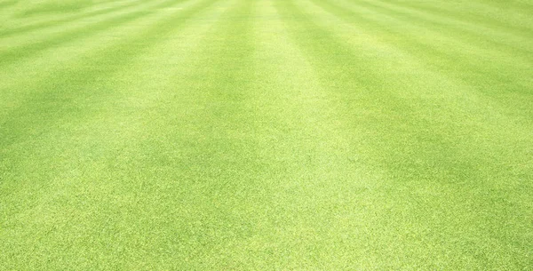 Erba sfondo Campi da golf prato verde — Foto Stock