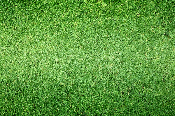 Гольф поля зеленый газон — стоковое фото