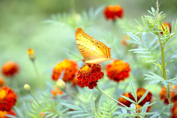 Motyl ogród — Zdjęcie stockowe