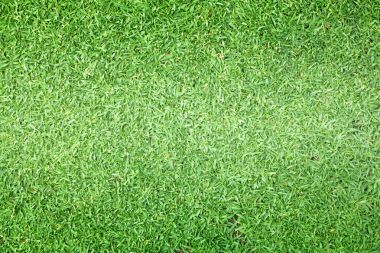 arka plan Golf sahaları yeşil çim çimen