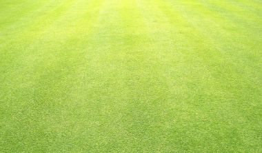 arka plan Golf sahaları yeşil çim çimen