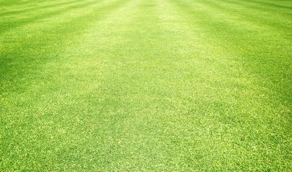 Hierba fondo Campos de golf césped verde —  Fotos de Stock