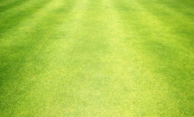 arka plan Golf sahaları yeşil çim çimen