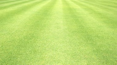 arka plan Golf sahaları yeşil çim çimen