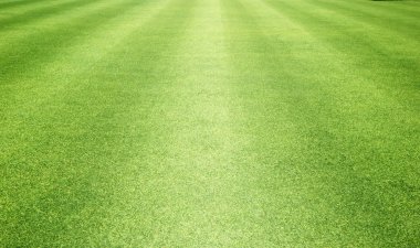 arka plan Golf sahaları yeşil çim çimen