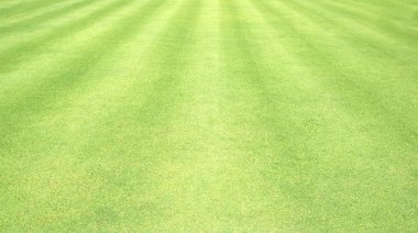 arka plan Golf sahaları yeşil çim çimen