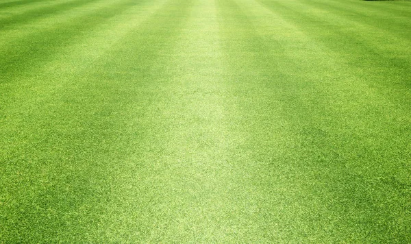 arka plan Golf sahaları yeşil çim çimen