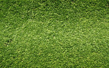 arka plan Golf sahaları yeşil çim çimen