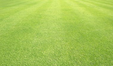 arka plan Golf sahaları yeşil çim çimen