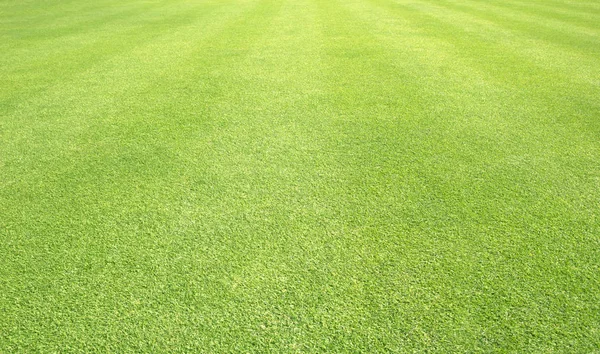 arka plan Golf sahaları yeşil çim çimen