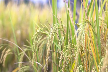 Pirinç alanları doğal gıdalar