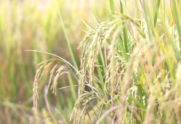 Campos de arroz alimentos naturales — Foto de Stock