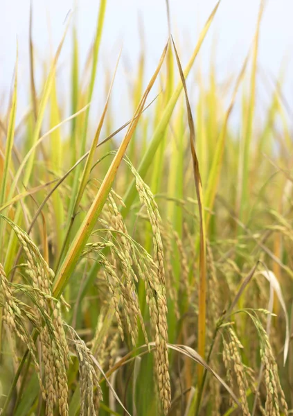 Ris fält naturliga livsmedel — Stockfoto