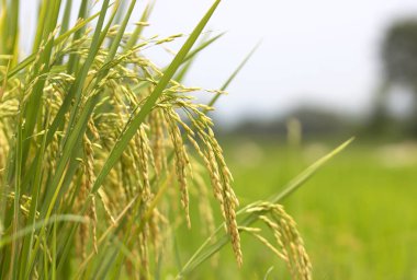 Pirinç alanları doğal gıdalar