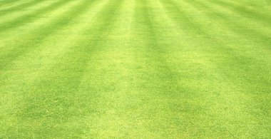 arka plan Golf sahaları yeşil çim çimen