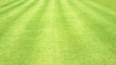 arka plan Golf sahaları yeşil çim çimen
