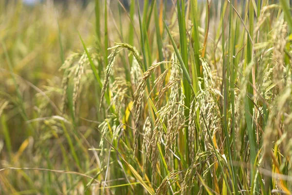 Pirinç alanları doğal gıdalar