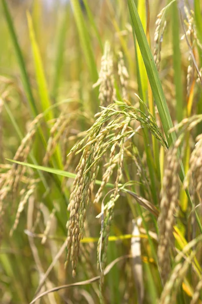 Campi di riso alimenti naturali — Foto Stock