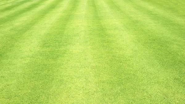 arka plan Golf sahaları yeşil çim çimen