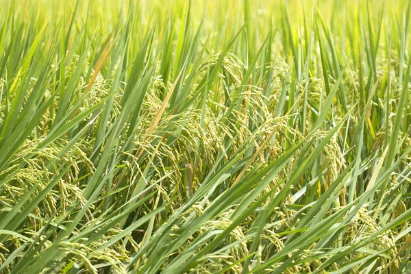 Campos de arroz alimentos naturais — Fotografia de Stock