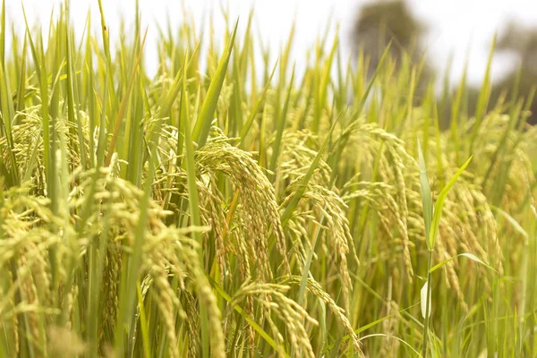 Pirinç alanları doğal gıdalar