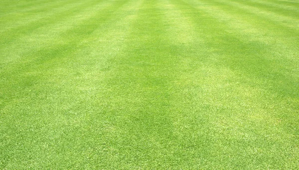 arka plan Golf sahaları yeşil çim çimen