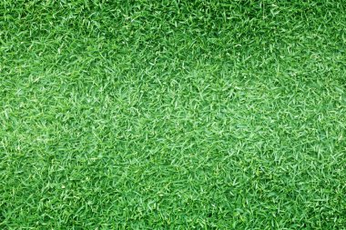 arka plan Golf sahaları yeşil çim çimen