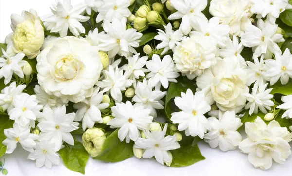 Jasmim flores refrescante — Fotografia de Stock
