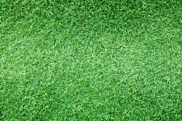 arka plan Golf sahaları yeşil çim çimen