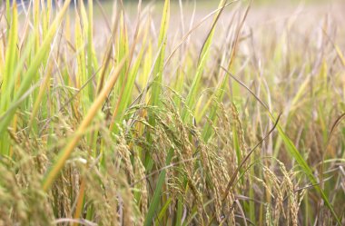 Pirinç tarlaları doğal