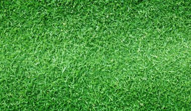 arka plan Golf sahaları yeşil çim çimen