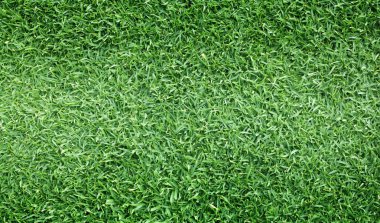 arka plan Golf sahaları yeşil çim çimen