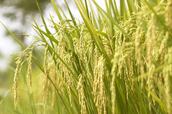 Pirinç tarlaları doğal